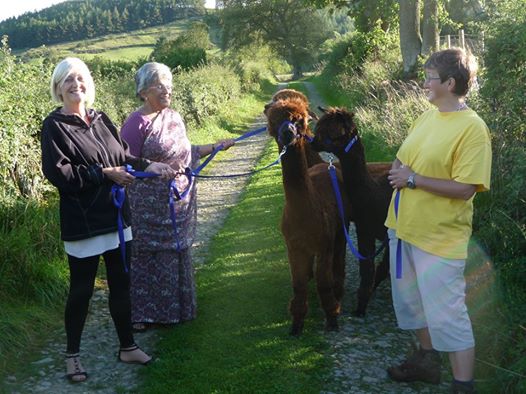 alpaca walk